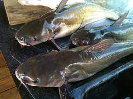 Kifin catfish